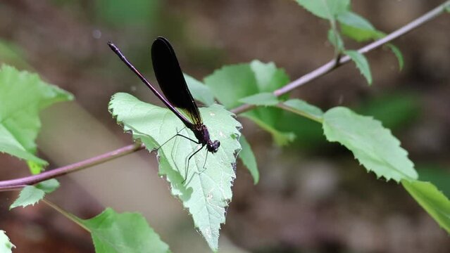 Caballito del diablo Calopteryx haemorrhoidalis sobre hoja, Alcoy, Espa&ntilde;a
