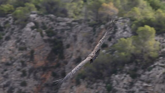 Primer plano de buitre leonado (gyps fulvus) en vuelo dando un giro sobre el Barranc del Cint en el parque natural Sierra de Mariola, Alcoy, Espa&ntilde;a