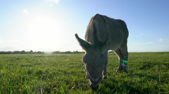 A close-up of a donkey grazing in a meadow against a blue sky.