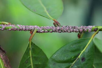 Fig wax scale Ceroplastes rusci on  bay laurel (Laurus nobilis) shrub.