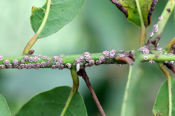 Fig wax scale Ceroplastes rusci on  bay laurel (Laurus nobilis) shrub.