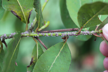 Fig wax scale Ceroplastes rusci on  bay laurel (Laurus nobilis) shrub.