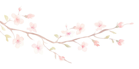 PNG Cherry blossoms as divider watercolour illustration flower plant white background.