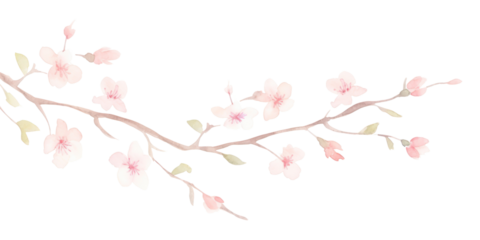 PNG Cherry blossoms as divider watercolour illustration flower plant white background.