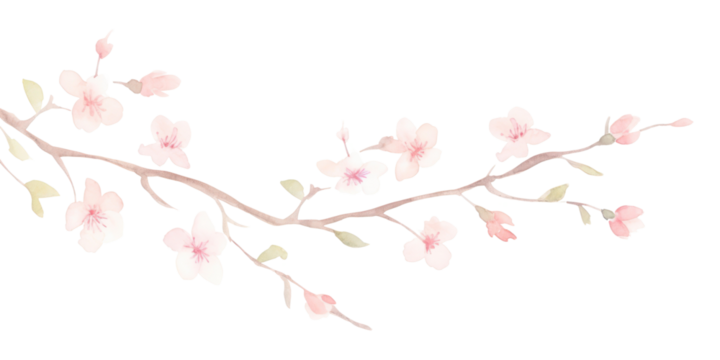 PNG Cherry blossoms as divider watercolour illustration flower plant white background.