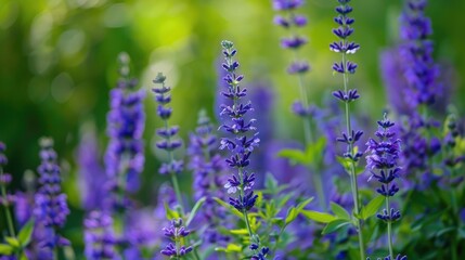 Fototapeta premium Purple blooms contrasting with a green backdrop
