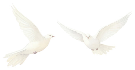 Fototapeta premium PNG White birds as divider watercolour illustration animal pigeon white background.