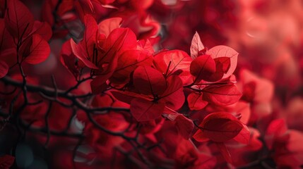 Close up image of red bougainvillea known as paper flower tree
