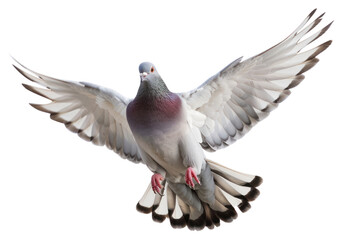 Obraz premium PNG Photo of flyingpigeon animal bird white background.