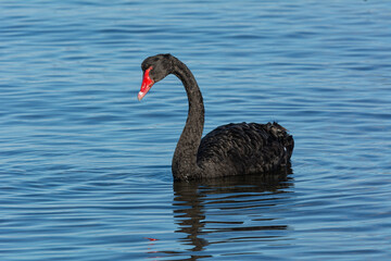 Fototapeta premium Black Swan