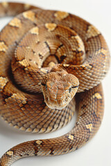 Fototapeta premium Native American rattlesnake on white background