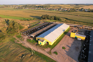 Cows in Cowshed on farm, aerial view. Farm building at field. Production of milk and Animal husbandry. Cow Dairy. Farm animals and Agronomy. Farm of cattle. Milking cows  on Cow Dairy. Dairy cows