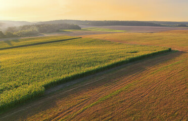 Obraz premium Corn field landscape on sunset, aerial view. Maize plant and sweetcorn. Cornfield at farm. Harvest season. Green Agricultural field in golden sun's rays, drone view. Fodder maize and grain crop.