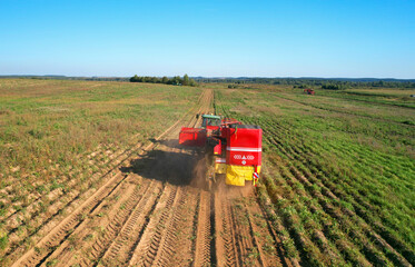 Fototapeta premium Harvesting potatoes, aerial view. Potato Harvester during seasonal harvesting of potatoes from farm field. Agricultural Potato Combine Harvester loads potatoes in dump truck, drone view. Farm field.