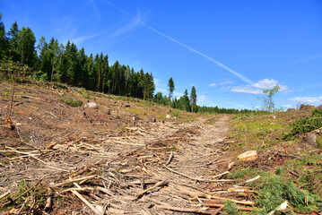 Deforestation and forest clearance. Illegal logging. Forest destruction, felling trees. Cutting...