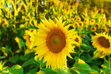 Sunflowers field. Harvesting Sunflower Seeds in agriculture. Huge yellow flowers with seeds on sun....