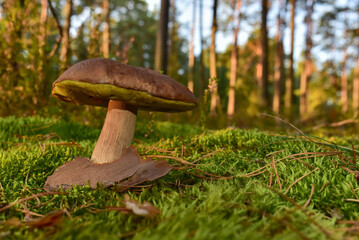 Mushroom. King Pine Bolete in moss at forest. White Mushroom Fungal Mycelium in wildlife. Edible Big Boletus mushrooms at woodland. Single bolete mushrooms. Porcini Cep mushrooming season.