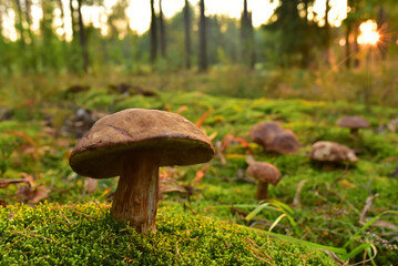 Mushroom. King Pine Bolete in moss at forest. White Mushroom Fungal Mycelium in wildlife. Edible Big Boletus mushrooms at woodland. Single bolete mushrooms. Porcini Cep mushrooming season.