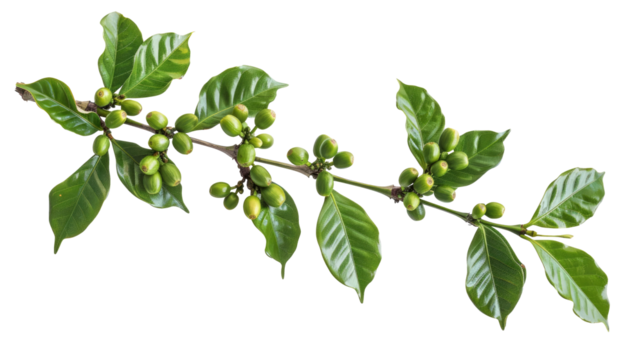 Coffee tree branch with green leaves and unripe coffee fruits or coffee cherries isolated on transparent background