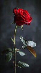 Fototapeta premium Single red rose with dark background, close-up view. Romantic and elegant floral concept
