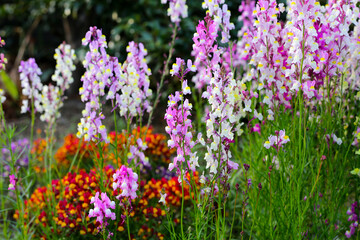 Obraz premium Linaria flower in the garden