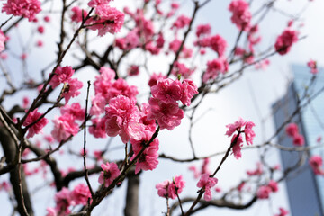 Japan cherry blossom, Branches of sakura flowers with blue sky