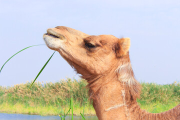 camel walking on desert