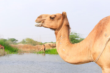 camel walking on desert