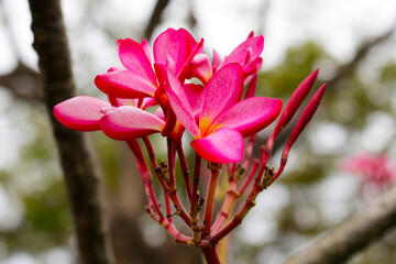 Plumeria or frangipani flower. Tropical tree