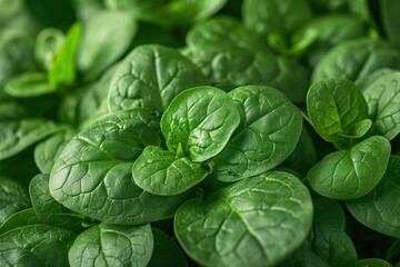 Fototapeta premium A detailed shot of a bunch of fresh spinach leaves, showing the texture and vibrant green color. 