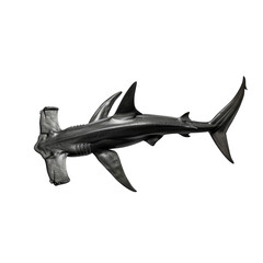 Fototapeta premium A high-resolution image of a hammerhead shark showcasing its unique head shape, streamlined body, and distinctive dorsal fin against a black background.