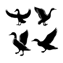 Obraz premium flying duck silhouette set in black and white, Minimalist duck wings spread vector