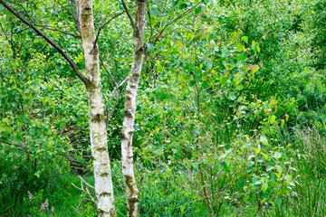 Obraz premium 森の中の白樺