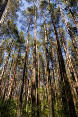 Fototapeta premium pine forest with tall trees against a blue sky background