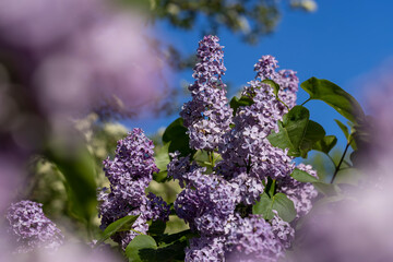 beautiful purple lilac blossoms and green foliage during the day