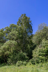 deciduous trees in windy weather in swaying foliage