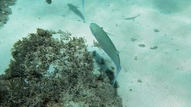 Mugil cephalus, big liza fish at the bottom of the sea, crystal blue waters.