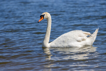 beautiful wild waterfowl swans in the summer season