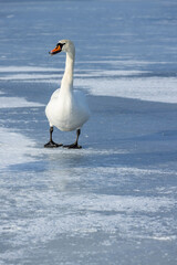 Obraz premium Walking white swans on an ice-covered river in winter