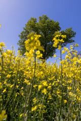Fototapeta premium one tree in a field with yellow flowering rapeseed