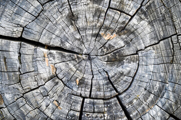 Gray cut wood texture