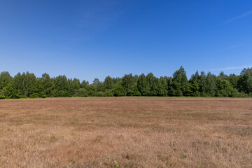 Obraz premium red sunburned grass and forest against a blue sky