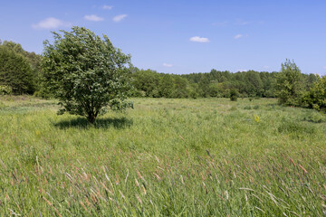 deciduous trees in windy weather in swaying foliage