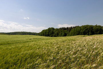 Obraz premium unripe barley ears in spring