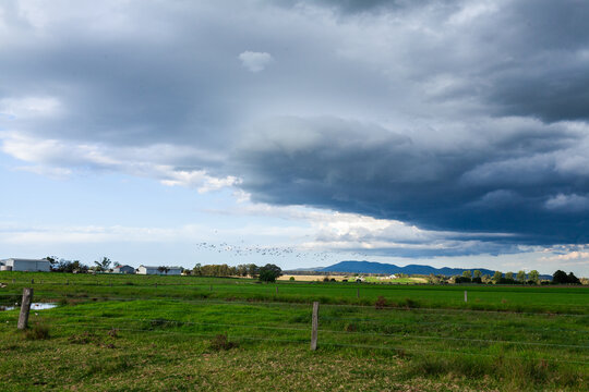 Flock of birds flying over farmland in front of oncoming storm