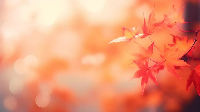 Autumn maple leaves background