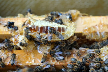 Bees on honeycombs. Close up of honey bee swarm on honeycomb in hive nest, copy space background