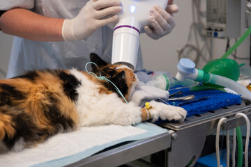 Veterinary dentist positions a radiation tube for taking an x-ray of a cat's tooth under anesthesia in a clinic