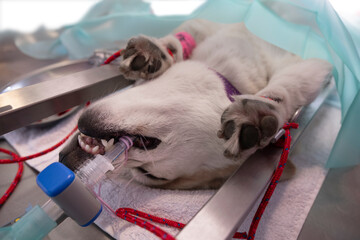 An intubated dog is connected to vital signs monitors. Anesthetized dog in surgery. Endotracheal intubation