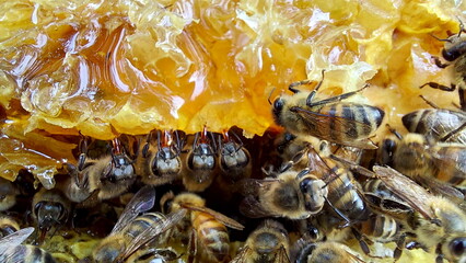 Bees on honeycombs. Close up of honey bee swarm on honeycomb in hive nest, copy space background